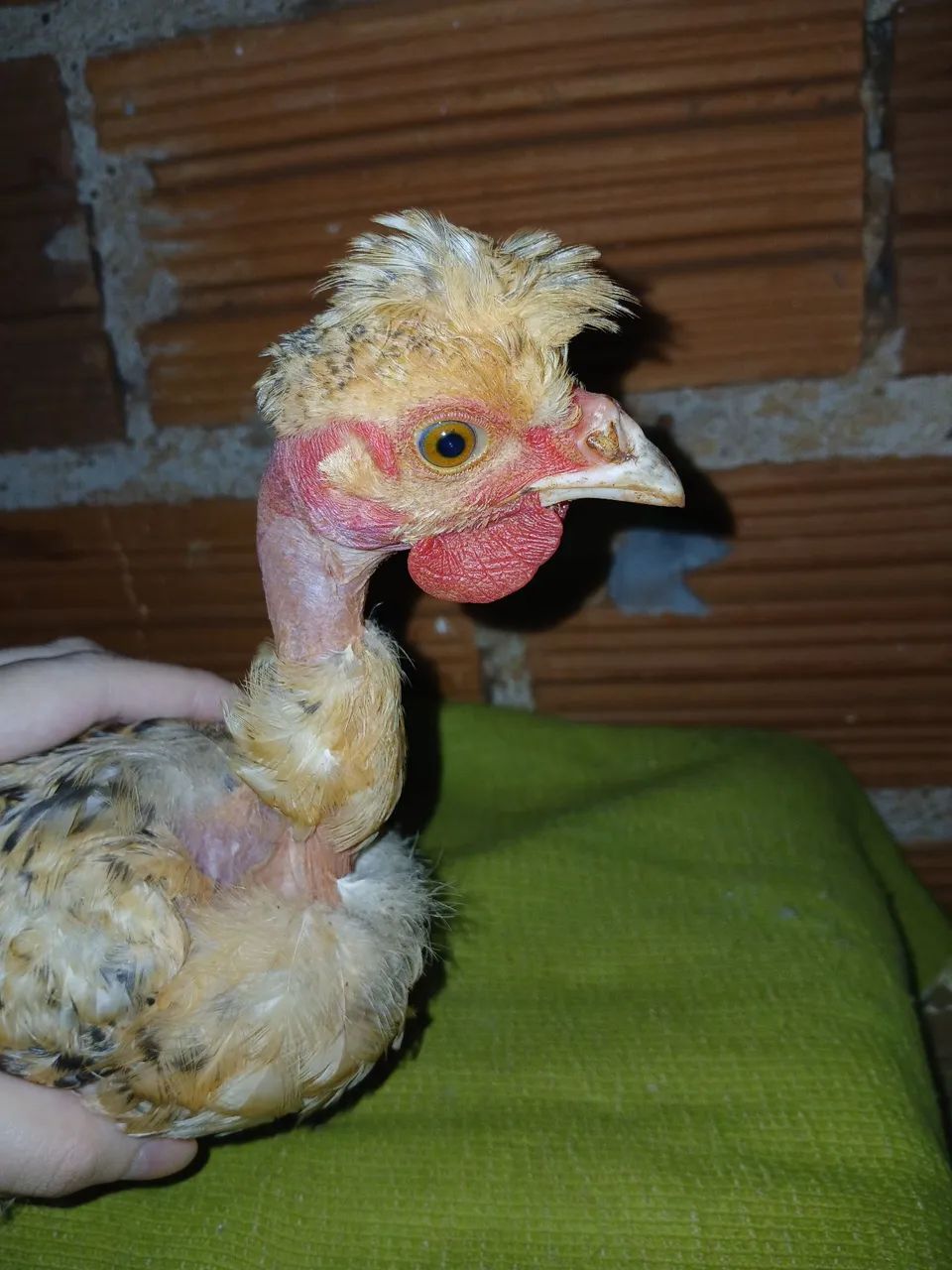 Franguinho mestiço  - Foto 3