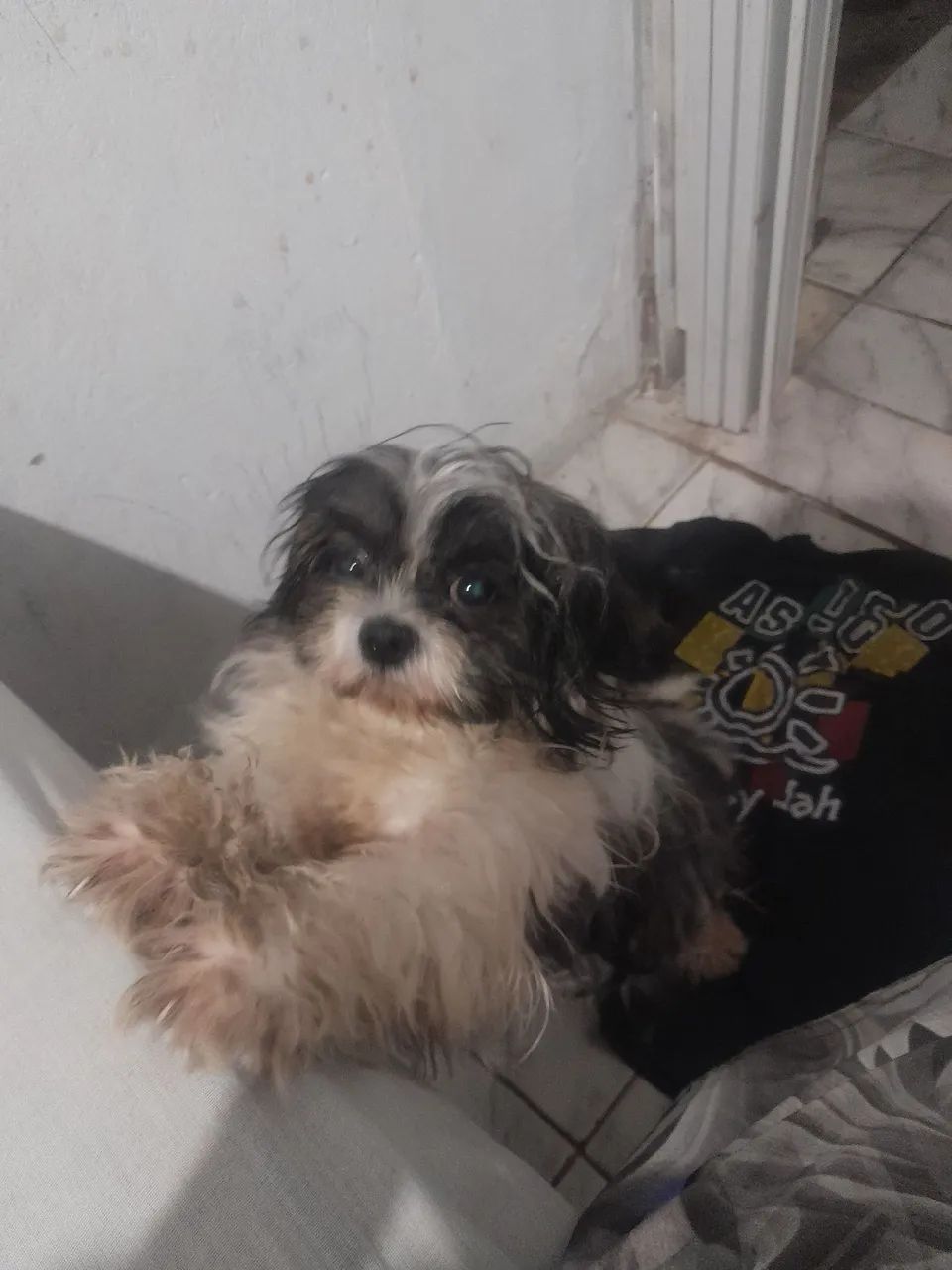 Cachorro  - Foto 2