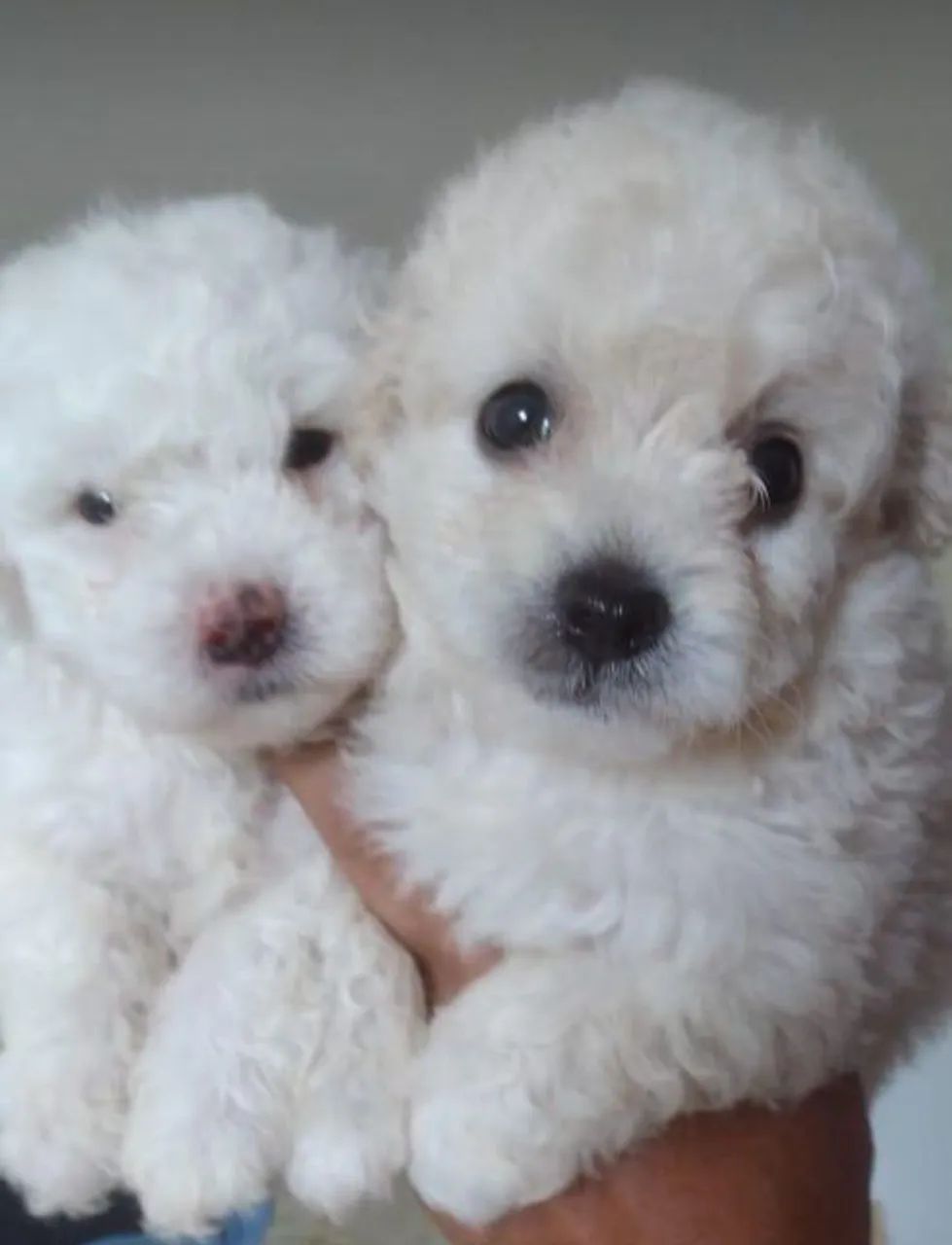 Poodle toy - Foto 2