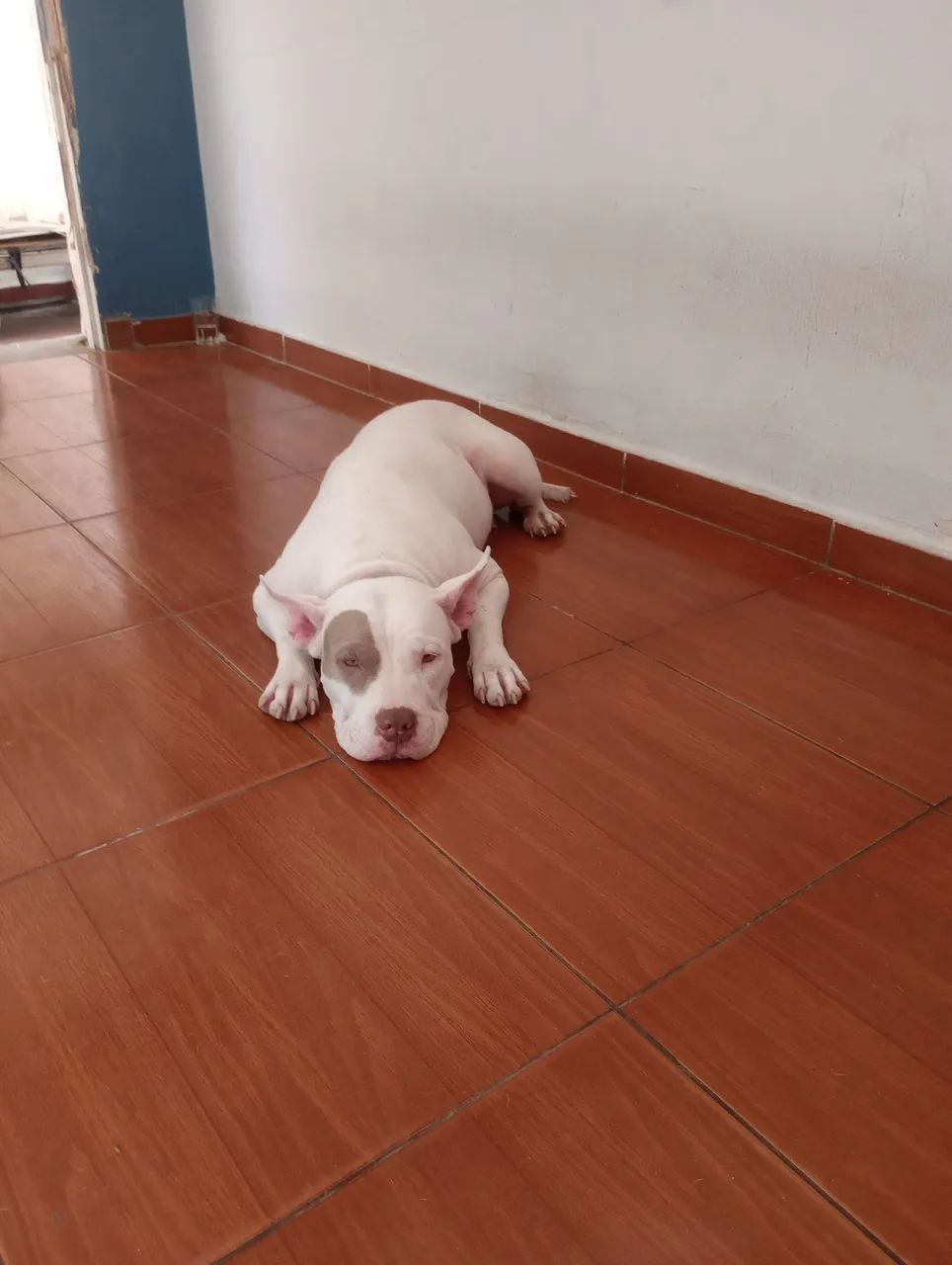 Pitbull fêmea. Doa-se 