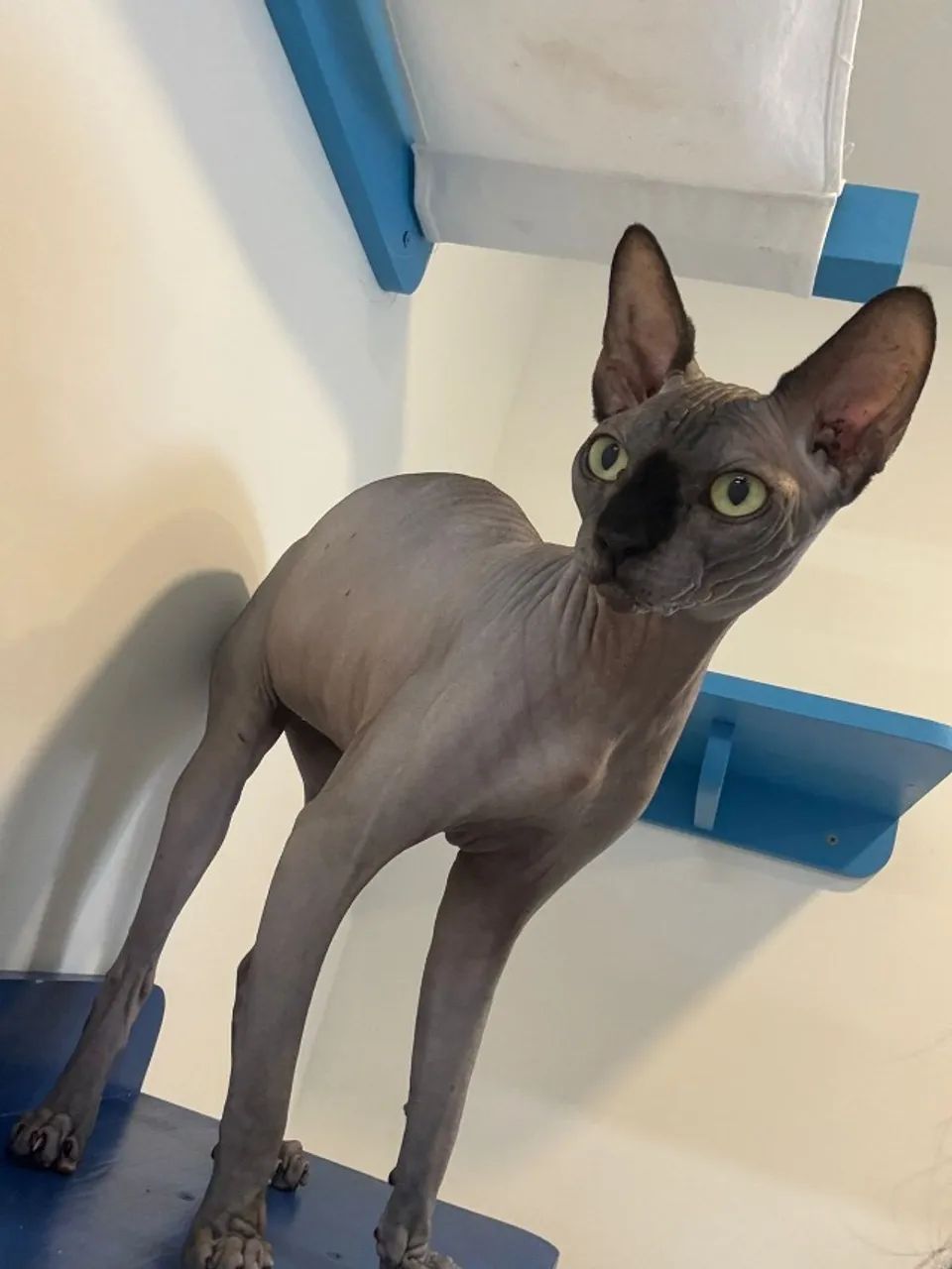 Gato Sphynx (gato sem pelo)