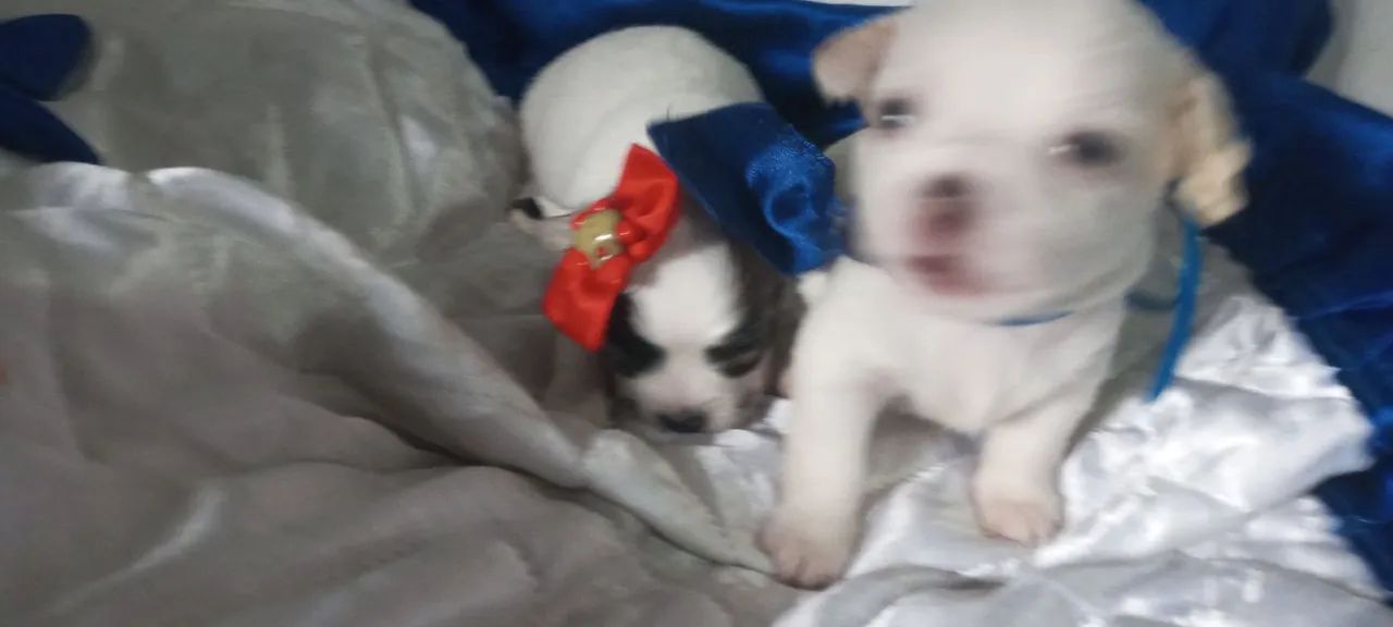 Chihuahua