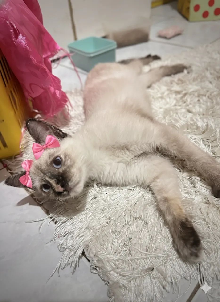 Adoção de linda gatinha  - Foto 4