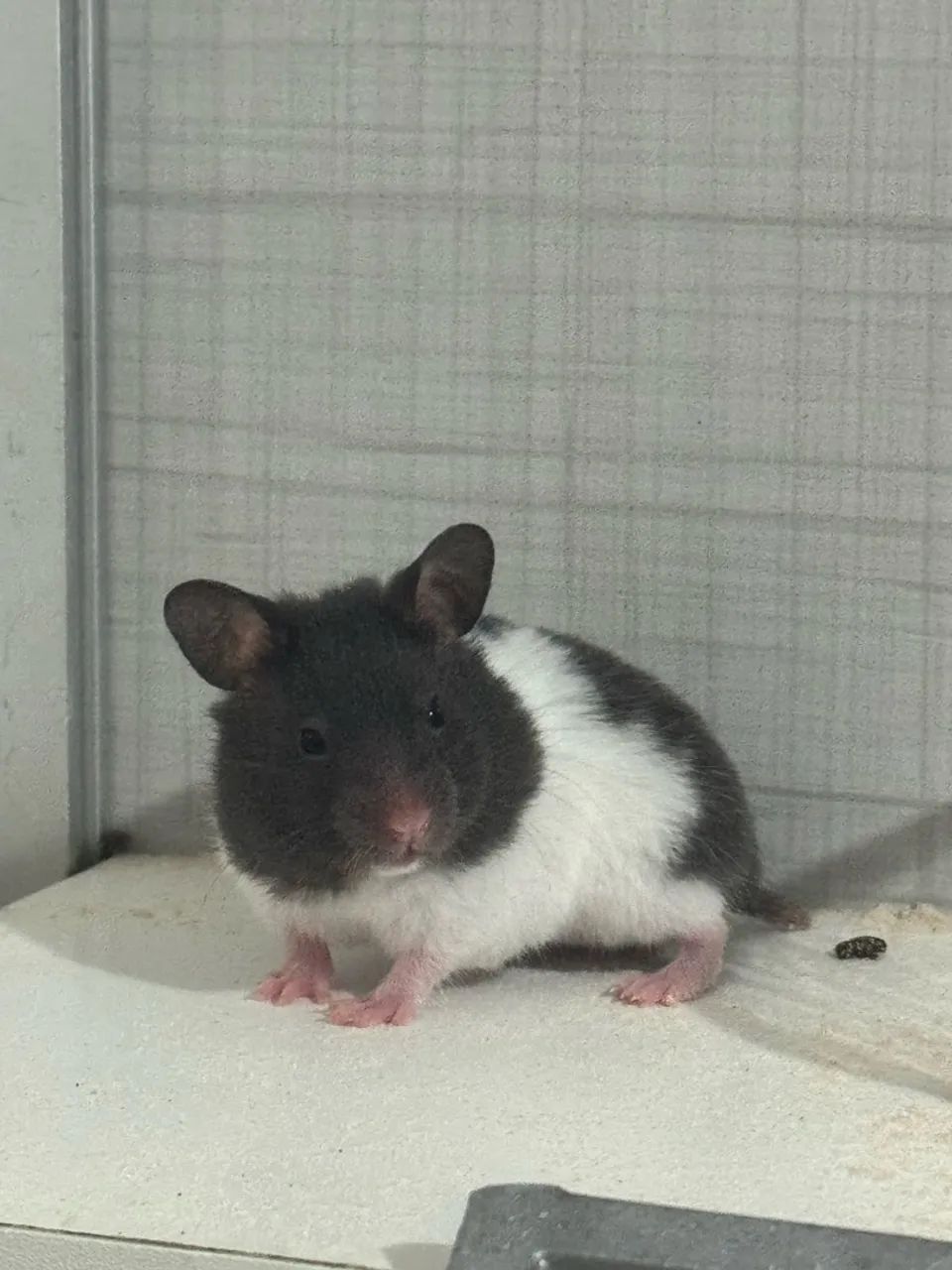 Hamster Sírio 