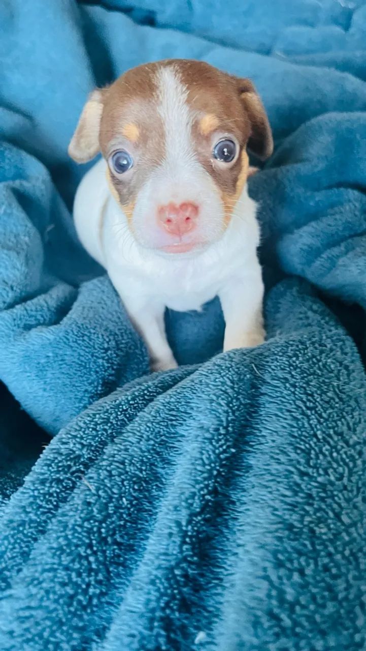 Filhote Pinscher Macho - Foto 4