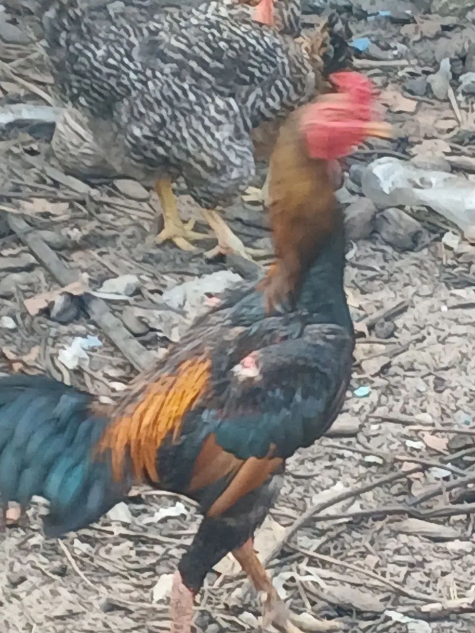 Frango de raça  pura filho de campeao - Foto 4