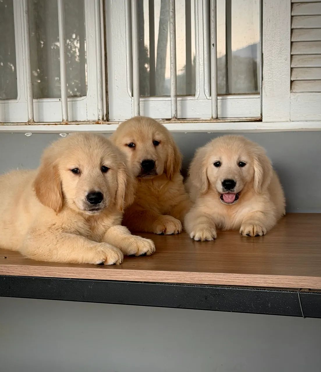 Bbs de Golden  - Foto 4