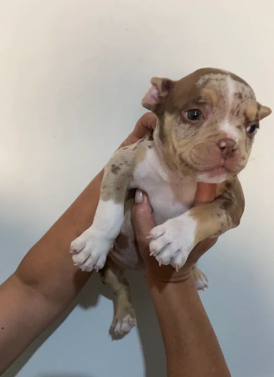 American Bully Micro  - Foto 3