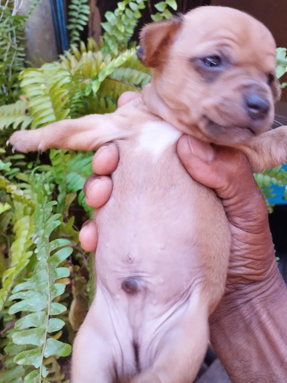 Pinscher 0 macho - Foto 3