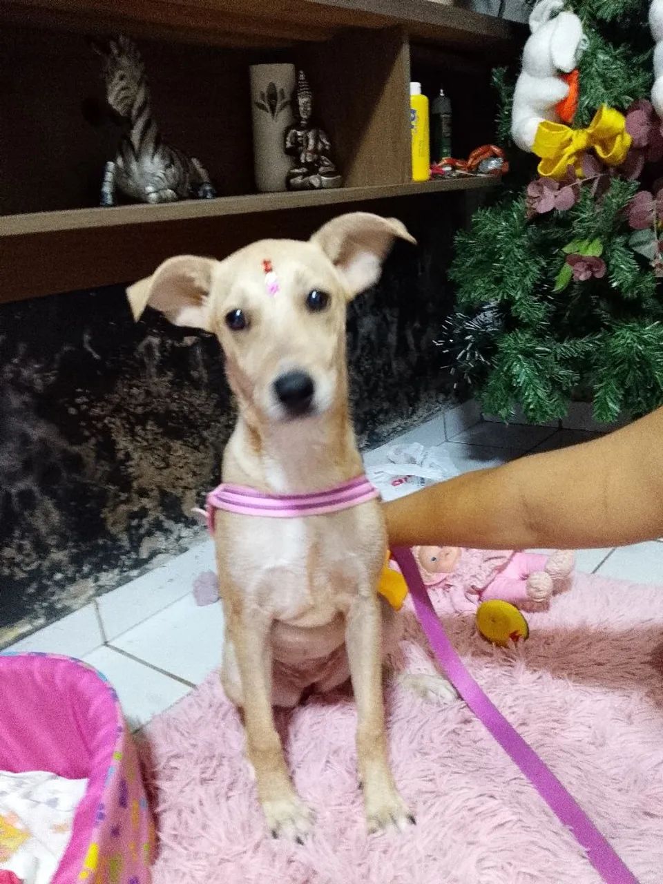 Doação 