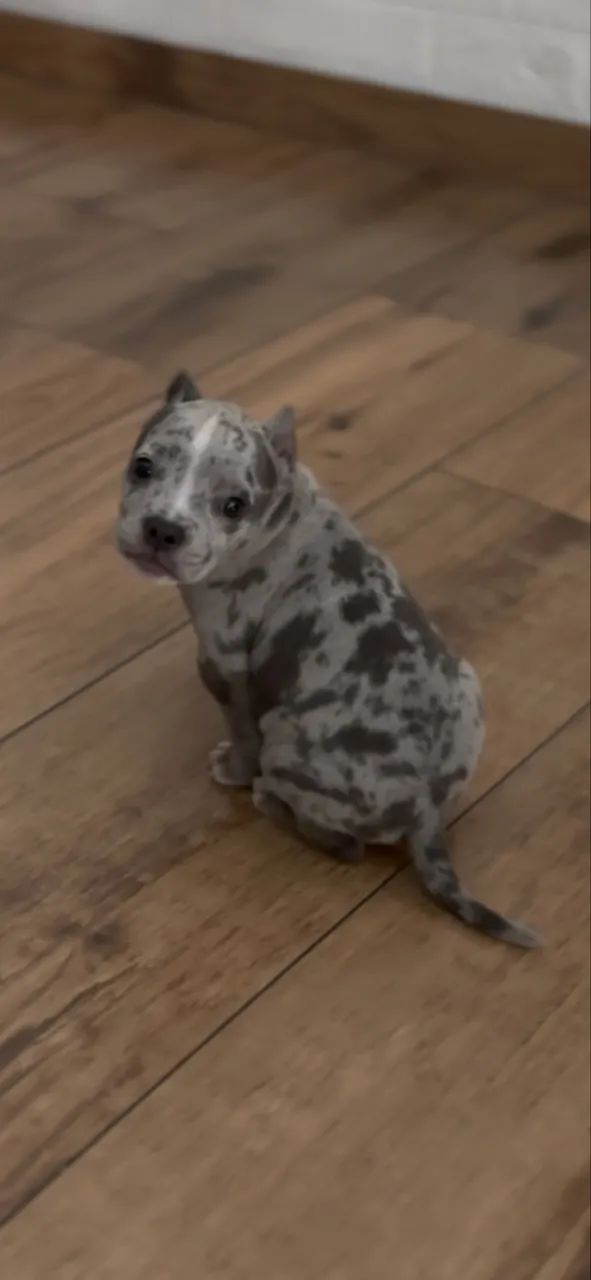 American bully  - Foto 5