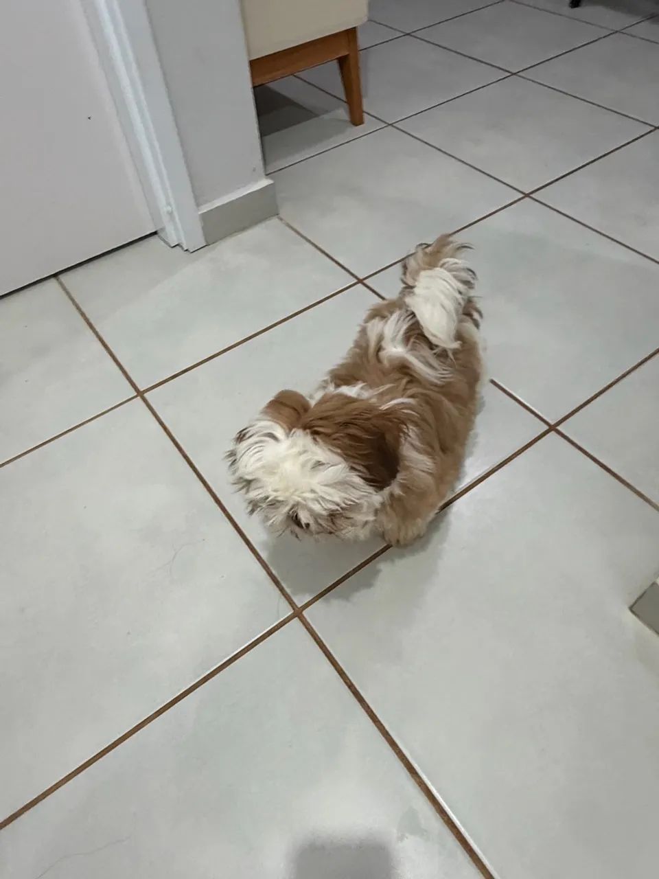 Shitzu macho  4 meses . - Foto 2