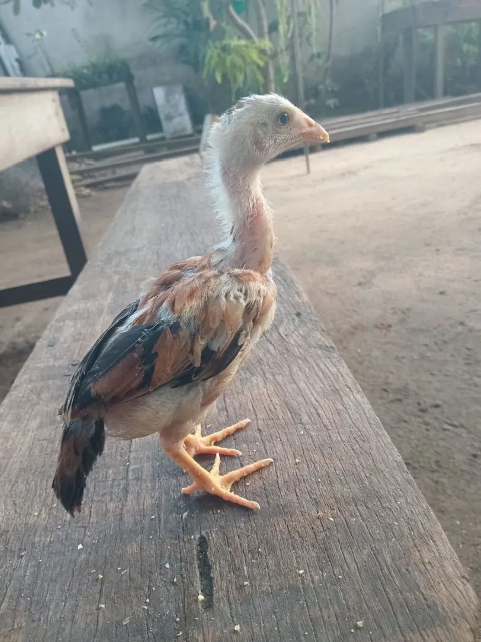 Genética ponto 40 - Foto 5