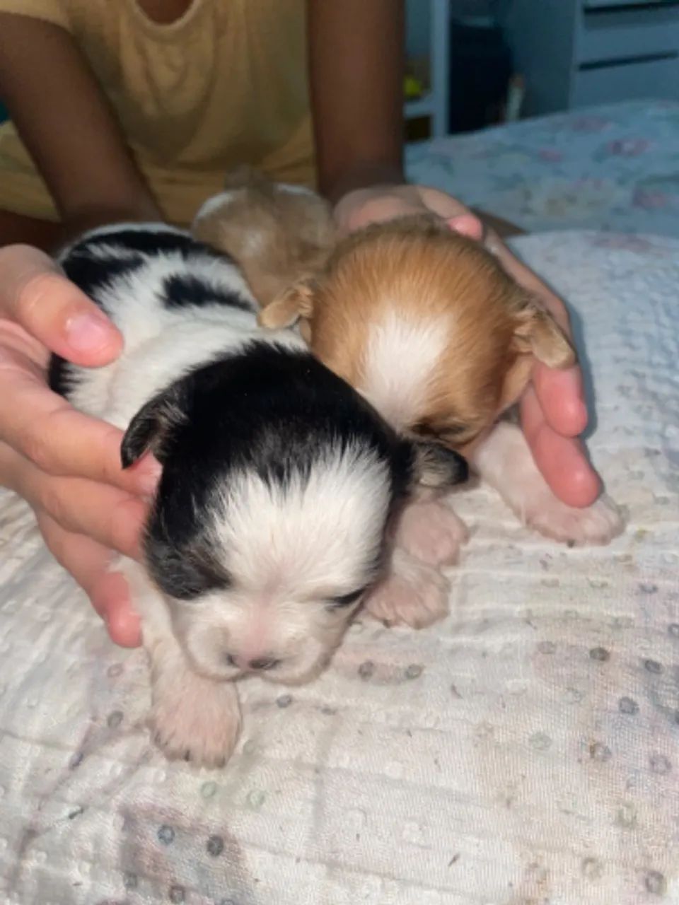 Cachorro  - Foto 3