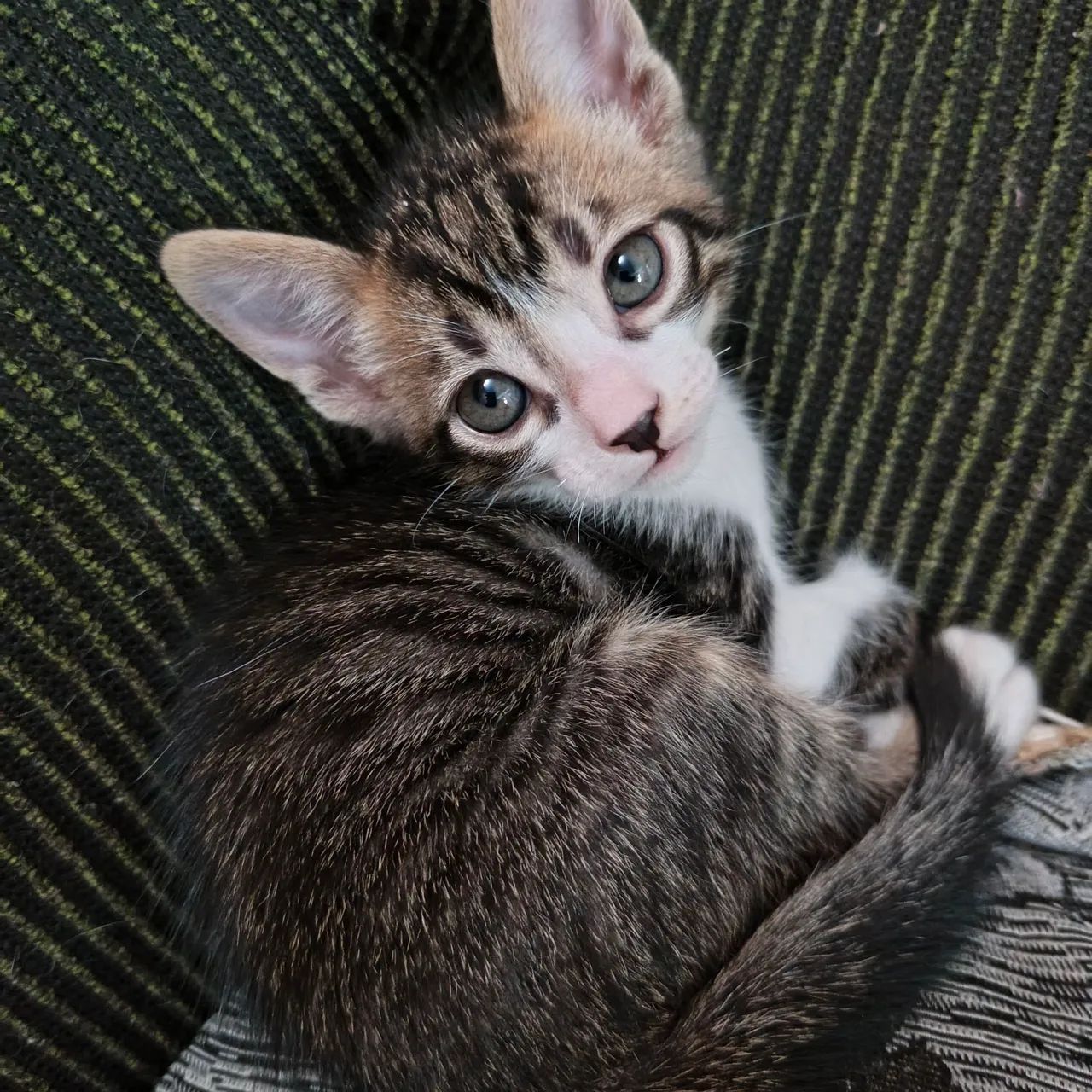Doação de gatinhos - Foto 5