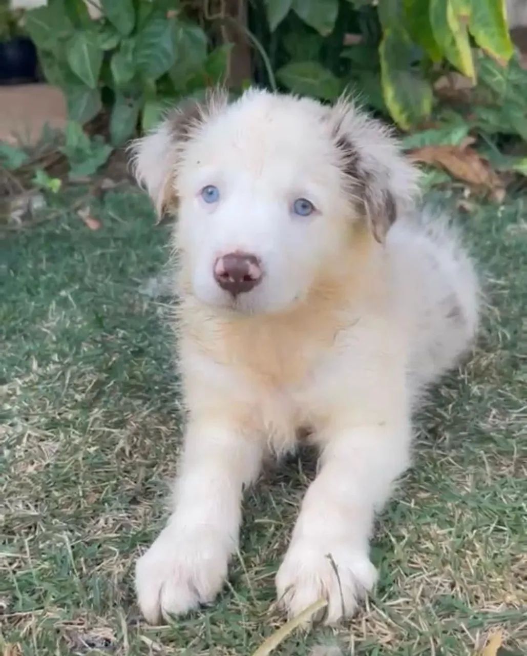 Cachorro  - Foto 2