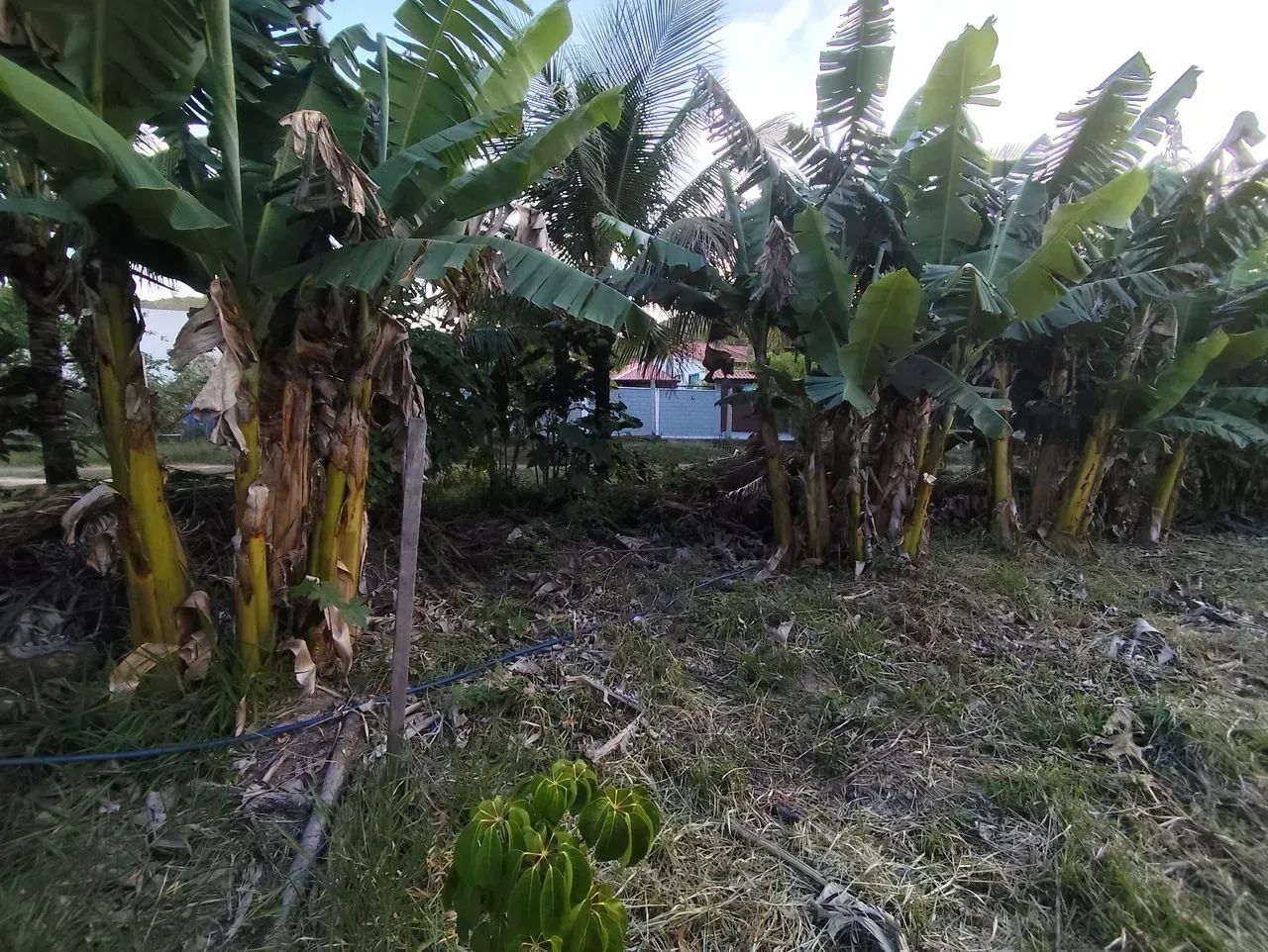 Lote/Terreno para venda possui 500 metros quadrados - Foto 7