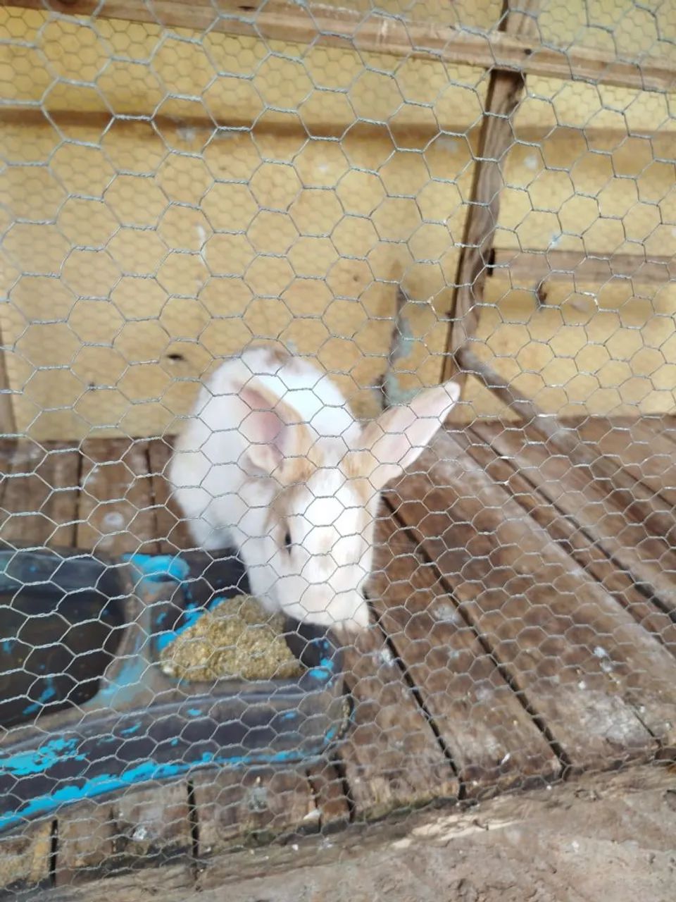 Vendo ou troco Coelho  - Foto 4