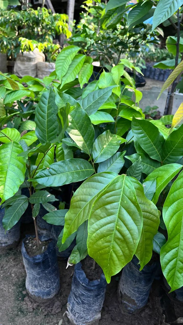 RAMBUTAN Mudas  - Foto 6