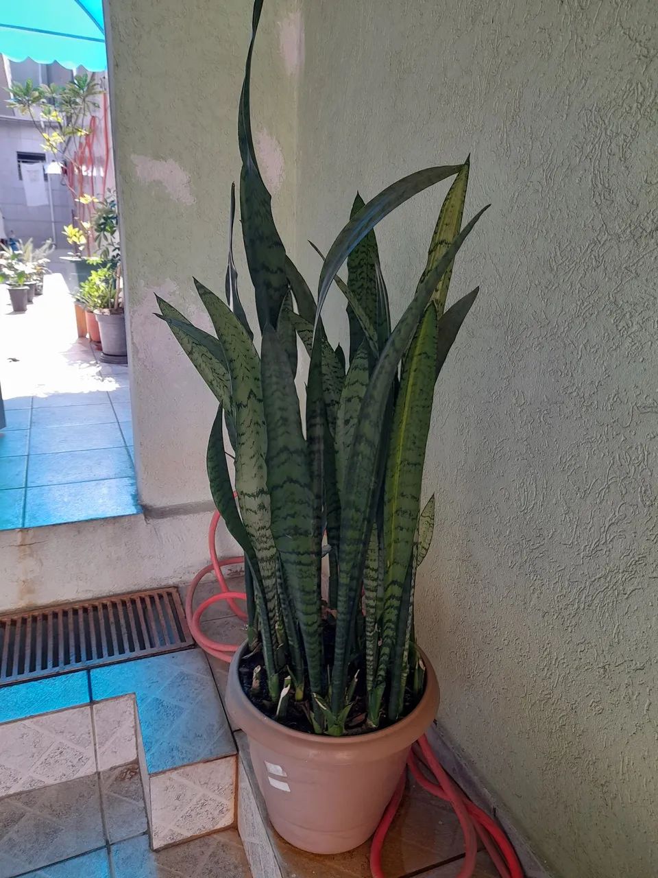 Vaso de plantas  - Foto 2