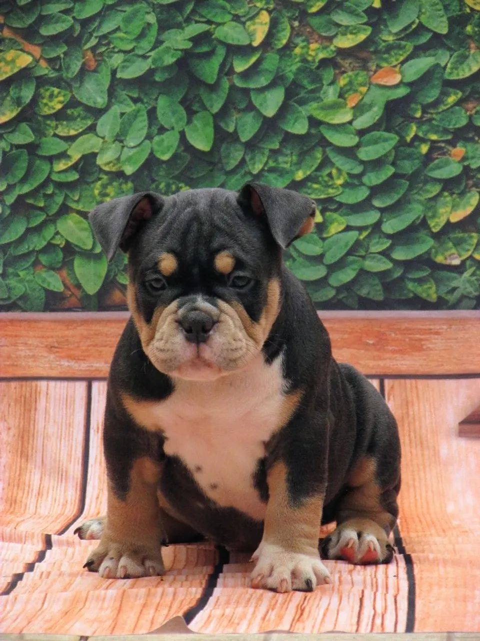 American bully micro fêmea  - Foto 2