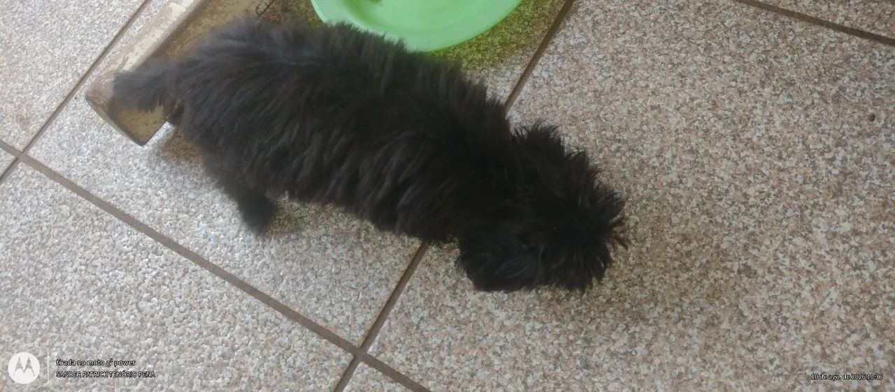 Maltês com Poodle  - Foto 2
