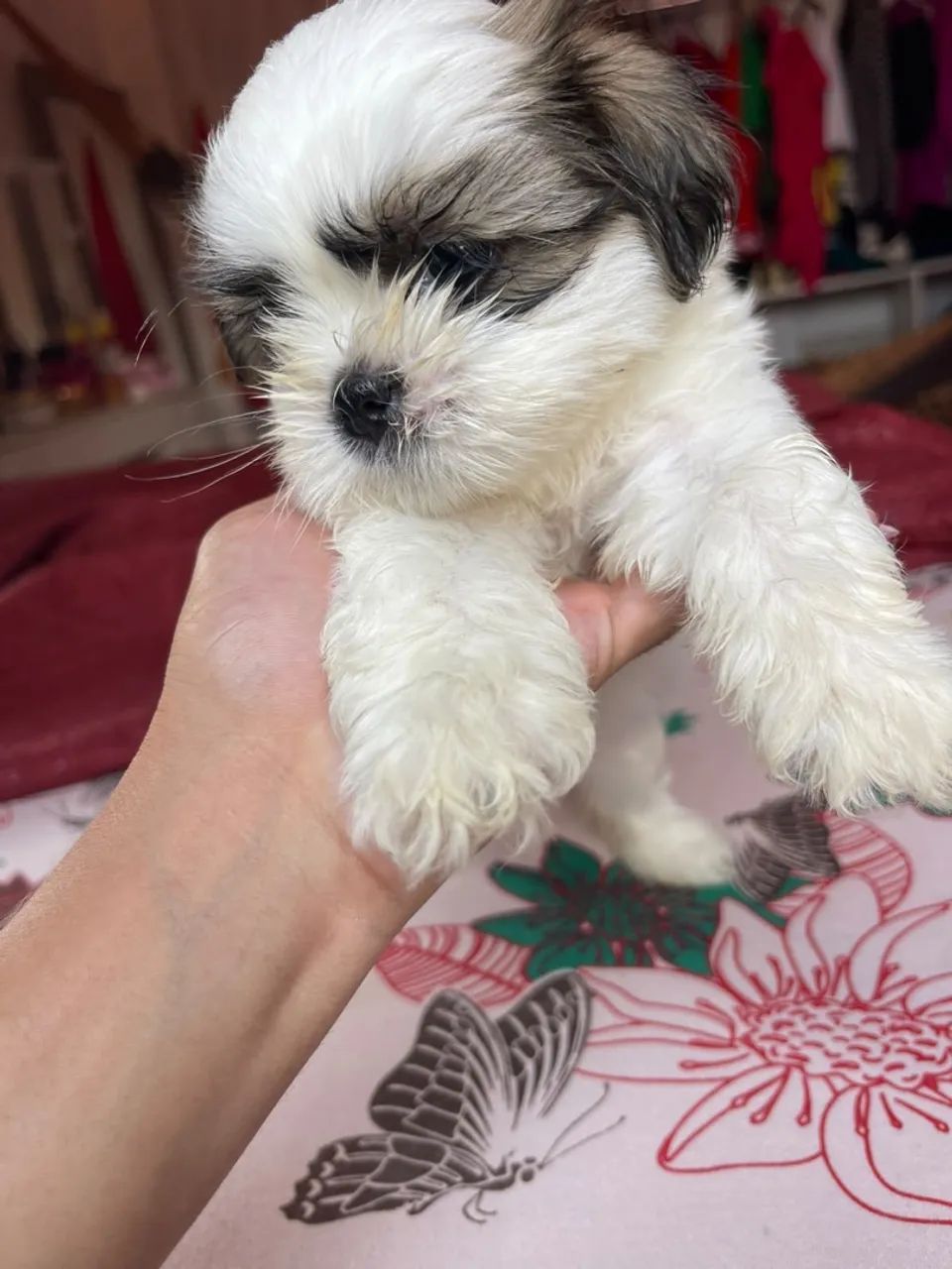 Vende se cachorrinha shih tzu - Foto 4
