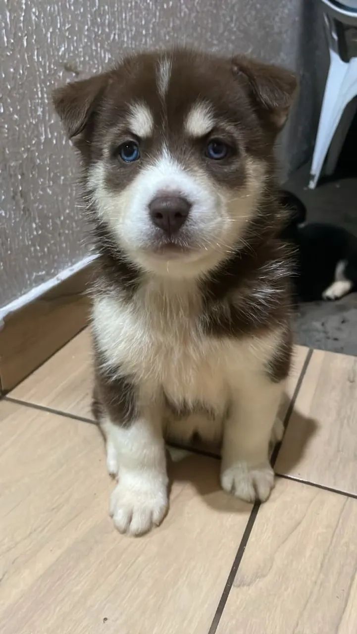 Husky siberiano - Foto 2