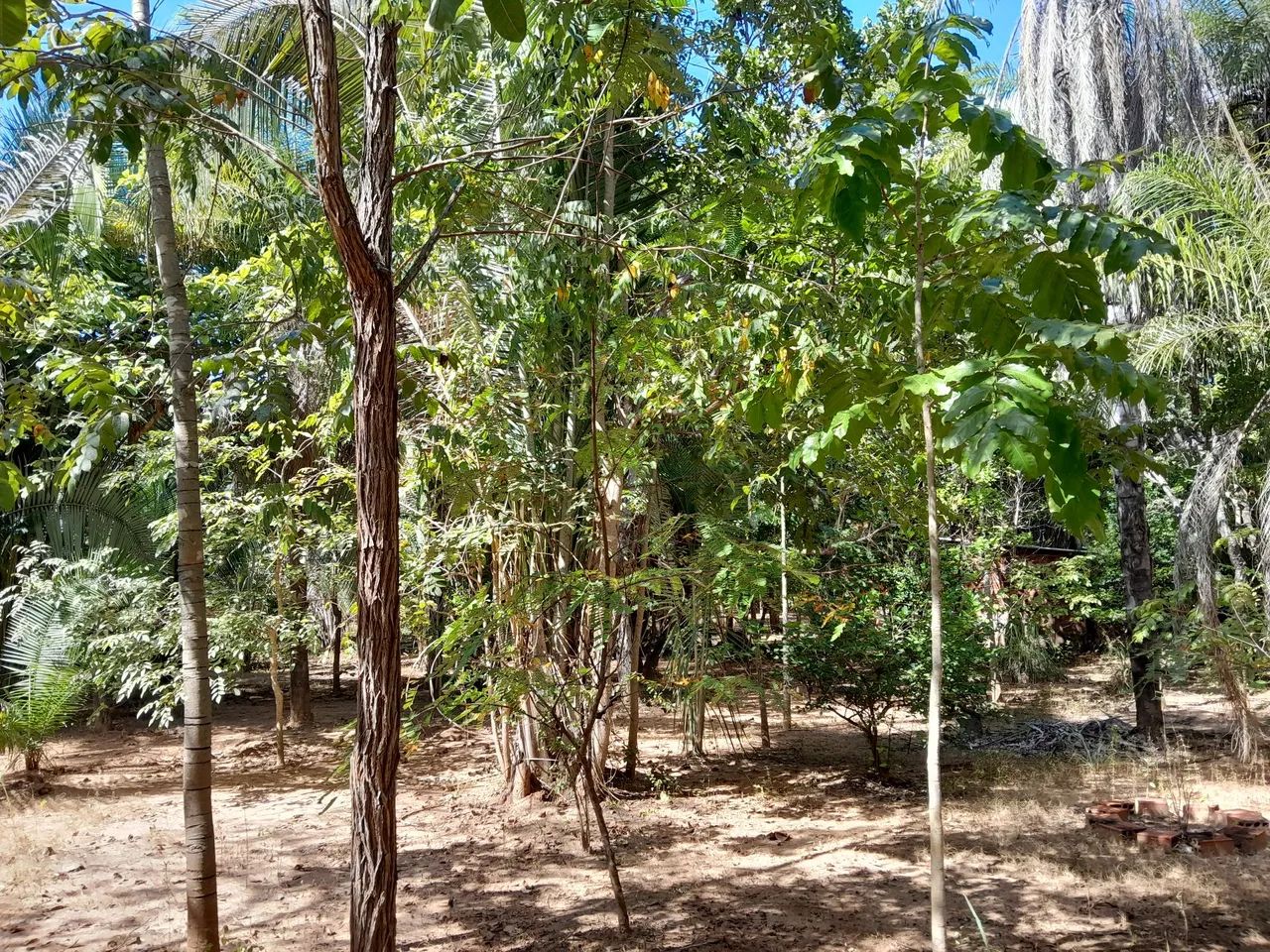 CHACARA DISTRITO DE SANTA ROSA DE LIMA PRÓXIMO DE FORMOSA E DO JK - Foto 10