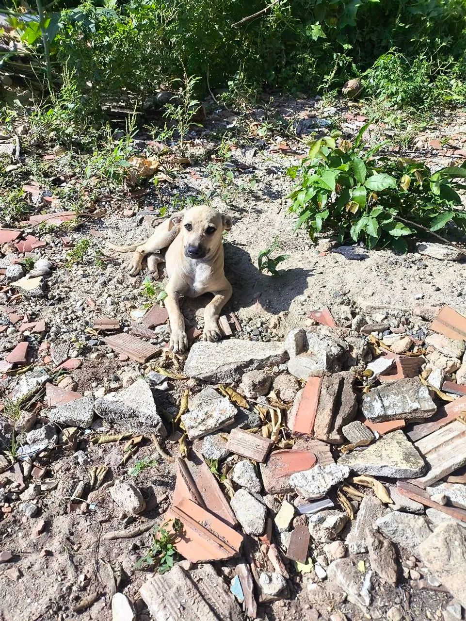Adoção responsável  - Foto 4