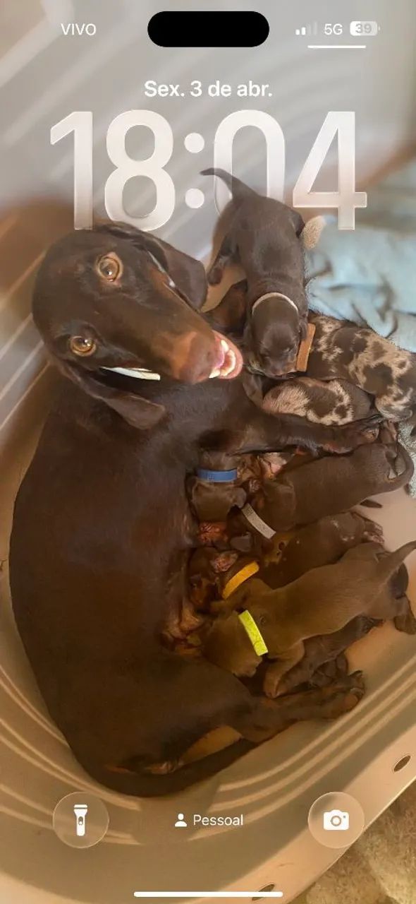 Dachshund Miniatura  - Foto 2