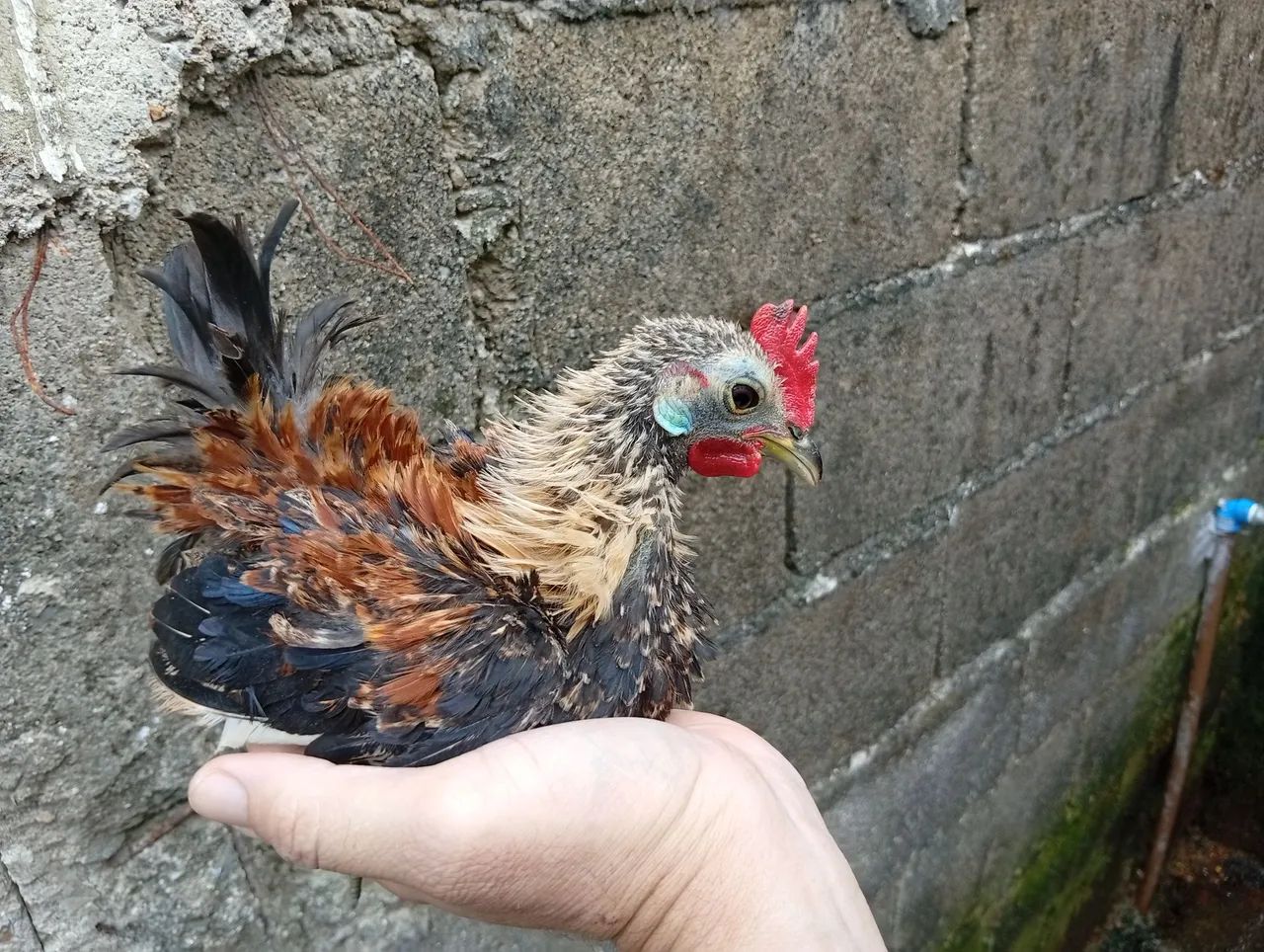 Galinha Mini garnizé - Foto 2