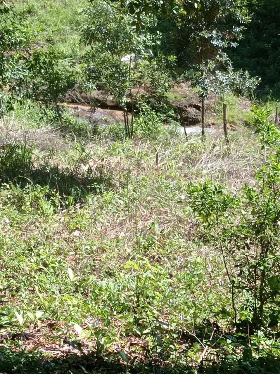 Sítio com pomar/roça de cacau 5 hectares em Itajurú. 