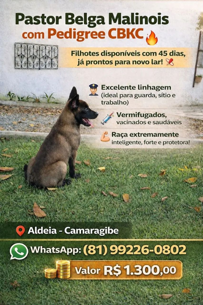 Pastor Malinois 