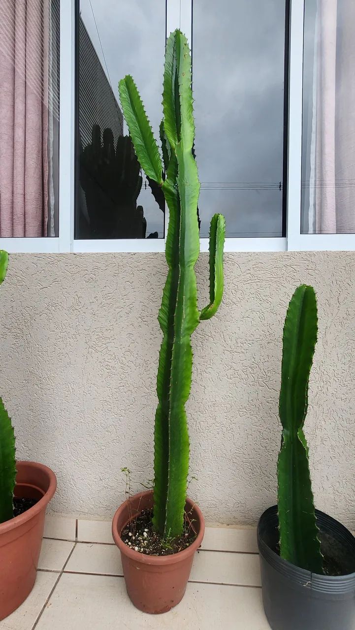 CACTOS E SUCULENTAS  - Foto 3