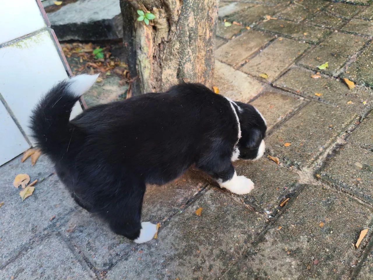 Filhote de border collie  - Foto 3