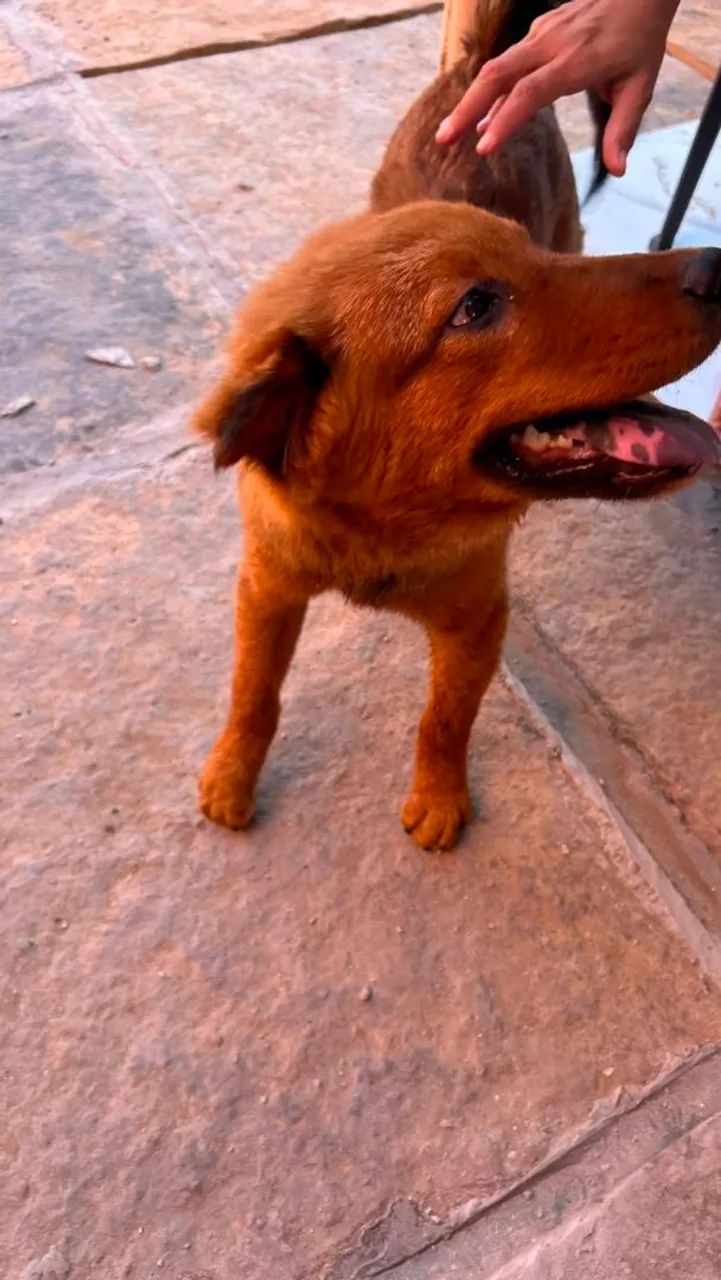 Chow chow  - Foto 3