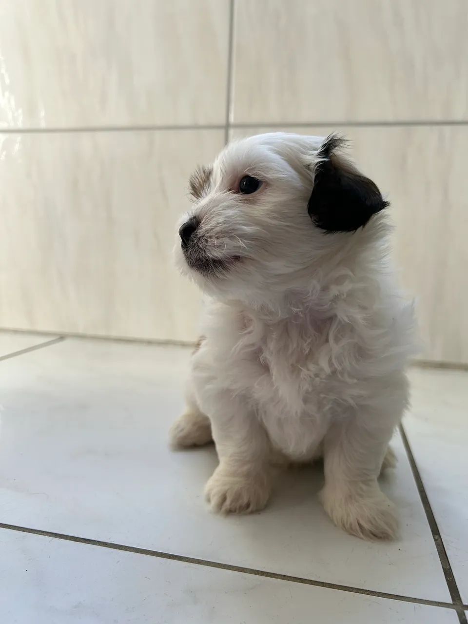 Filhote de lhasa apso