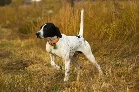 Procuro para comprar,cão de caça 