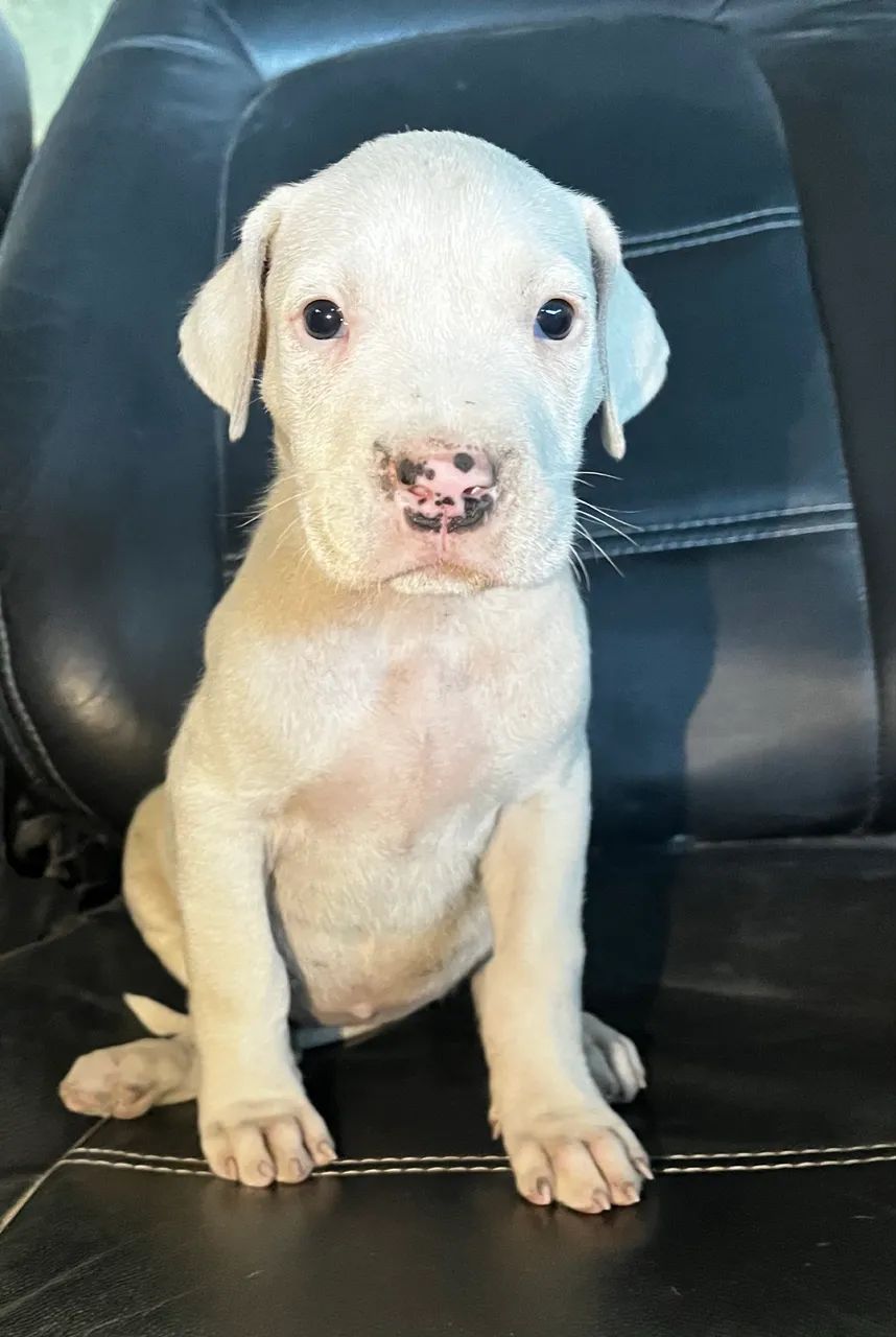 Filhotes de cachorro  - Foto 4