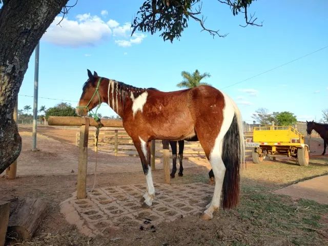 Cavalo pampa porte médio - Foto 4