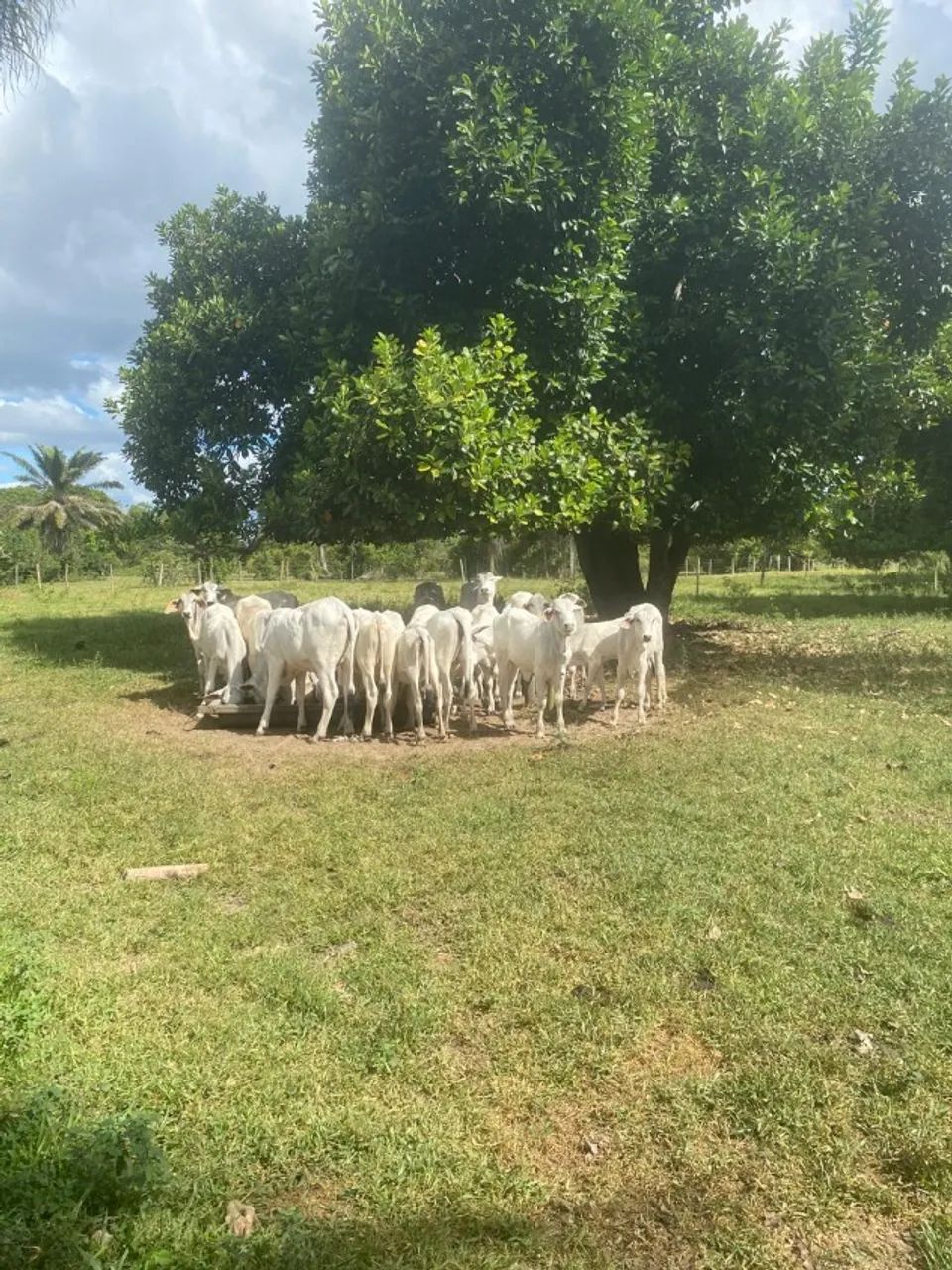 Vende-se bezerros 