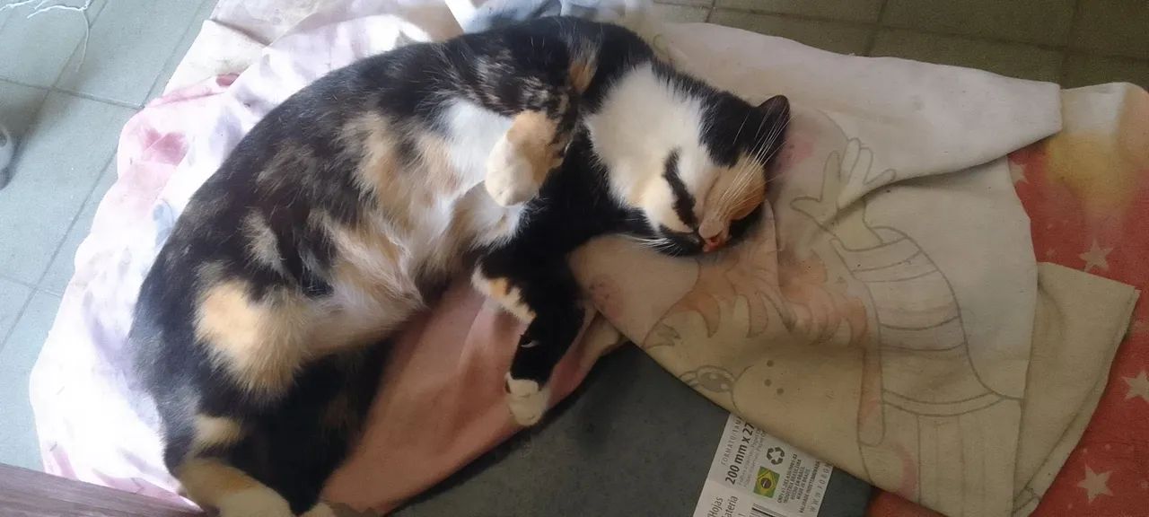 Gatinha para adoção responsável  - Foto 4
