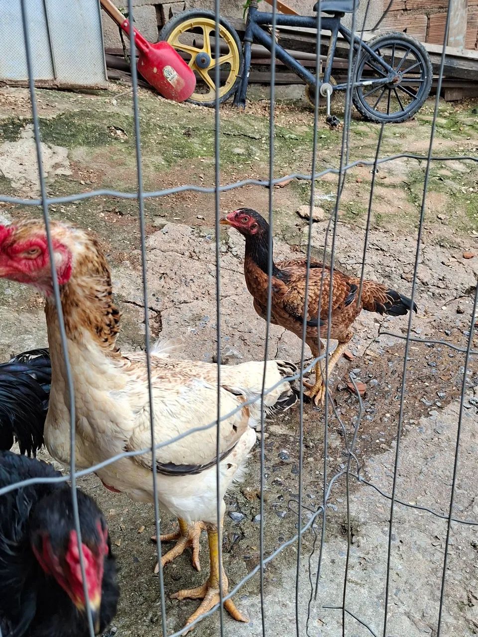 frango e franga - Foto 4