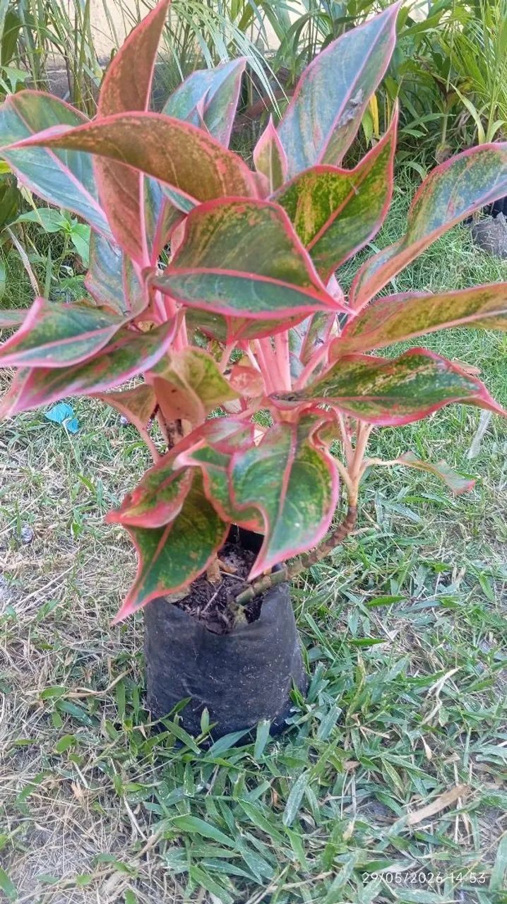 Lindas aglaonemas - Foto 2