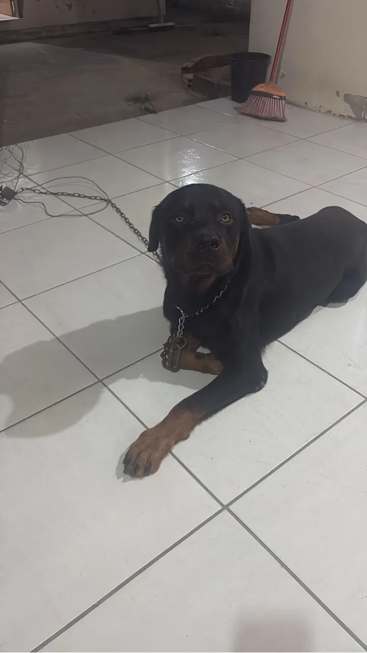 Adoção responsável 