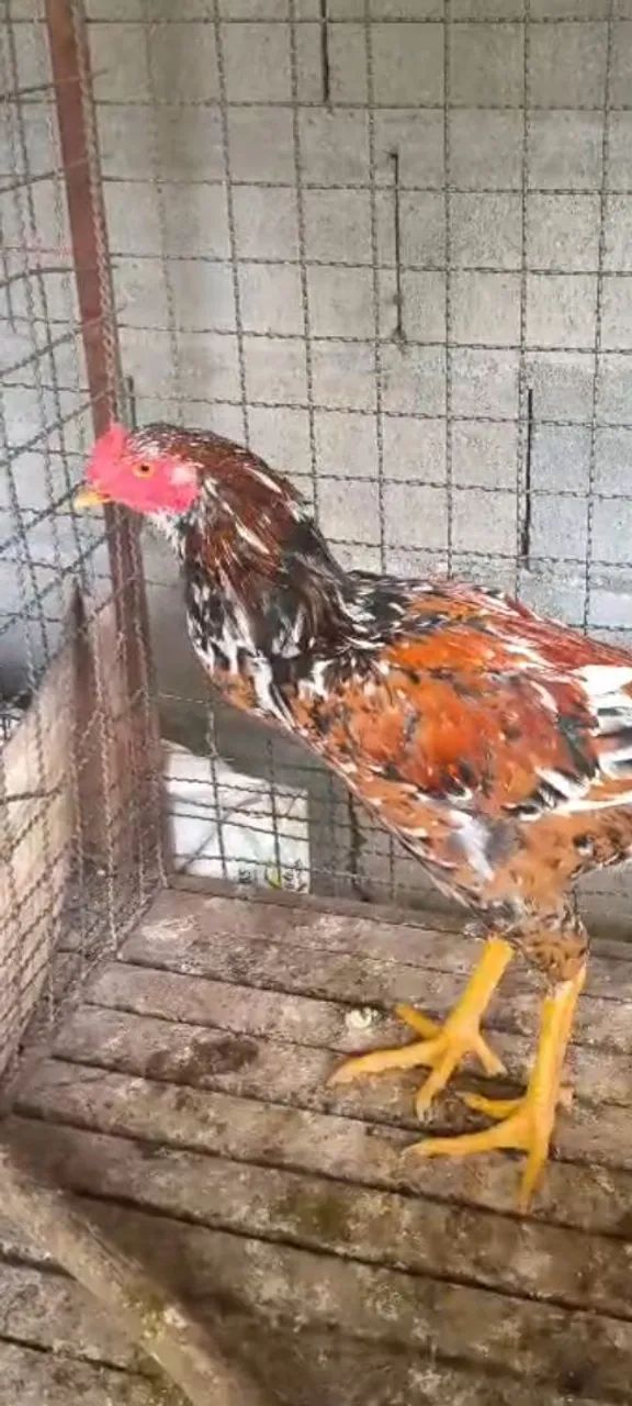Frango Índio Gigante Mil Flores 