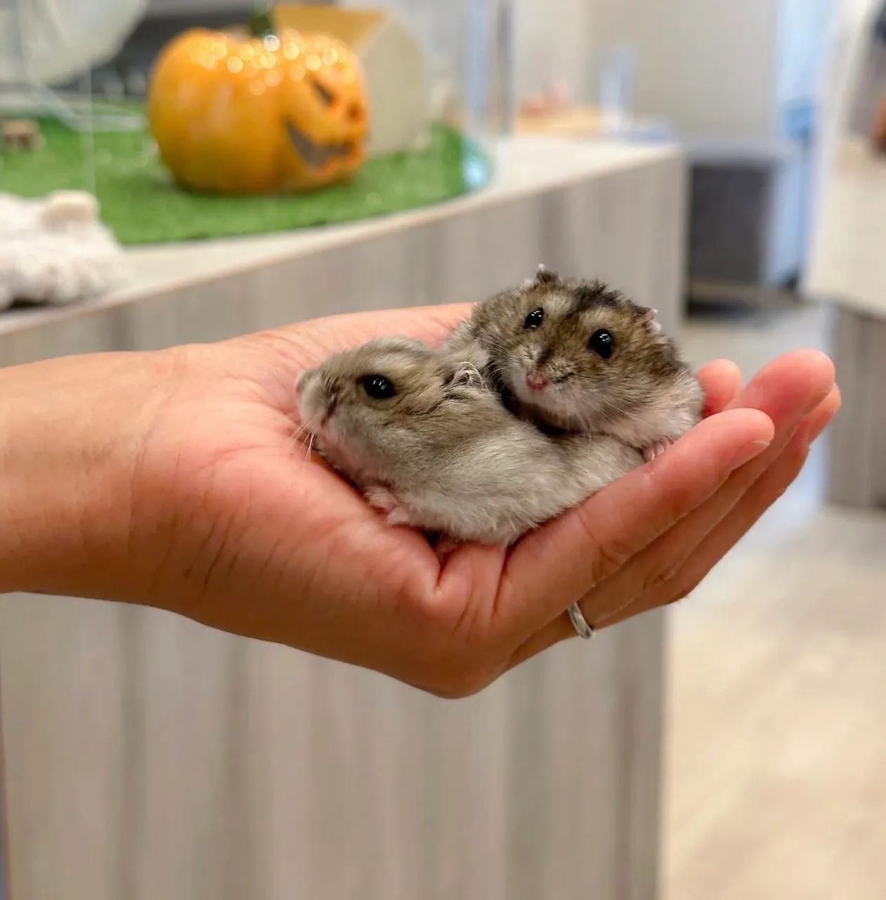 Hamster Anão russo filhote  - Foto 2