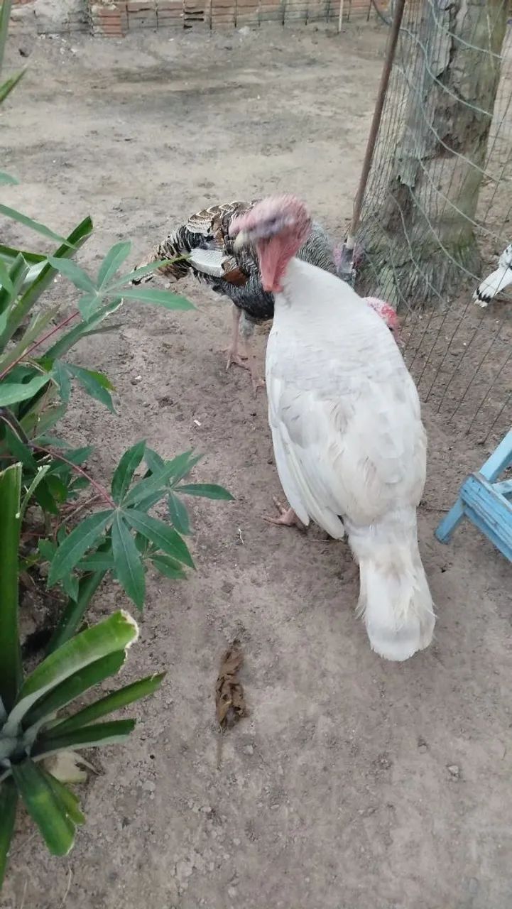 Peru - Foto 2