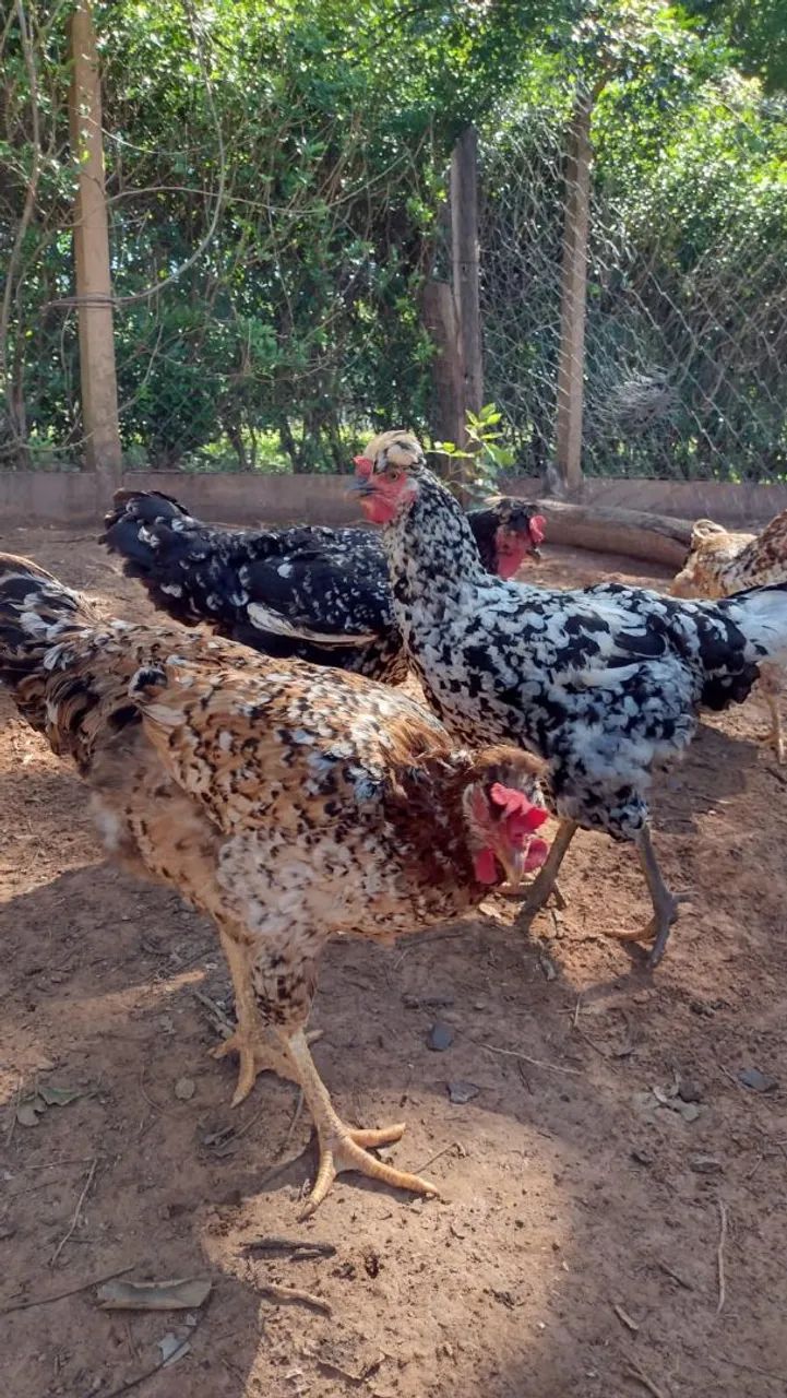 GSB - Galinha - Sertanejo - Balão  - Foto 2